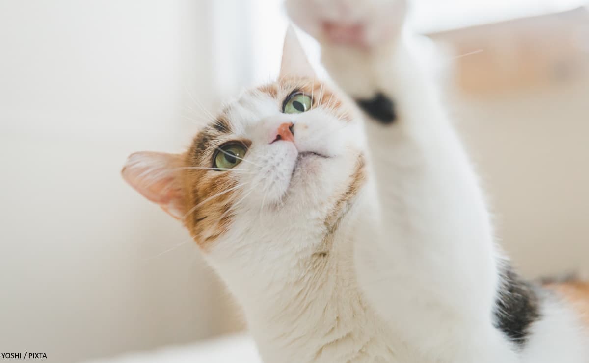 猫の研究が人類を救う？ガンや感染症に挑む「比較生命医科学」の可能性